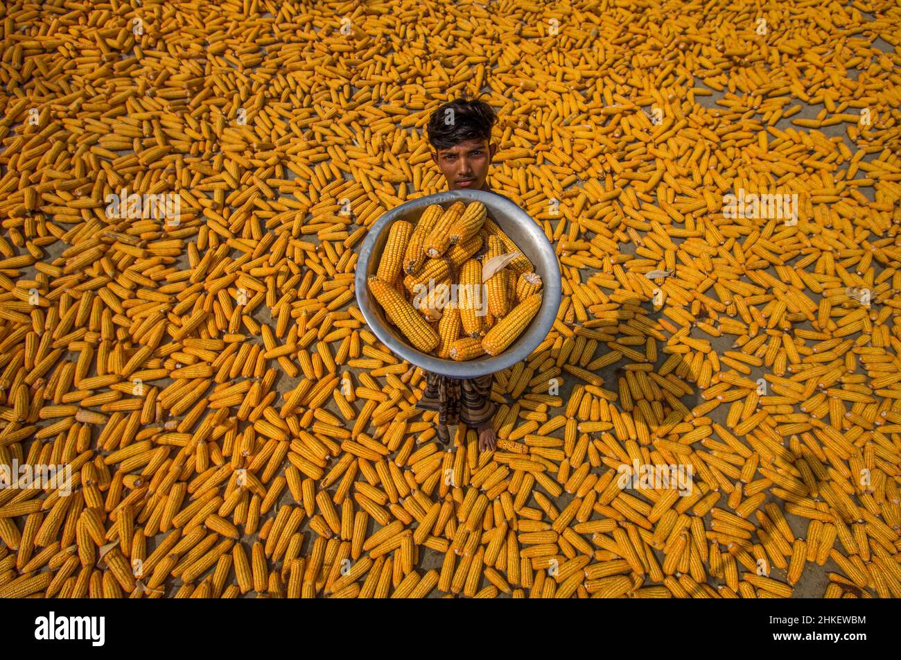 Die Landwirte machen Mais und Hühneraugen zum Verkauf bereit Stockfoto