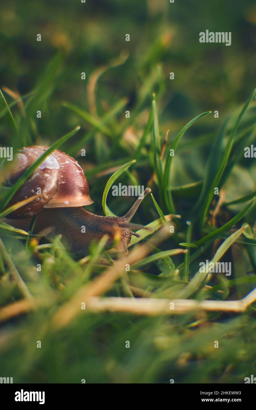 Kleine Schnecke im Gras. Hochwertige Fotos Stockfoto