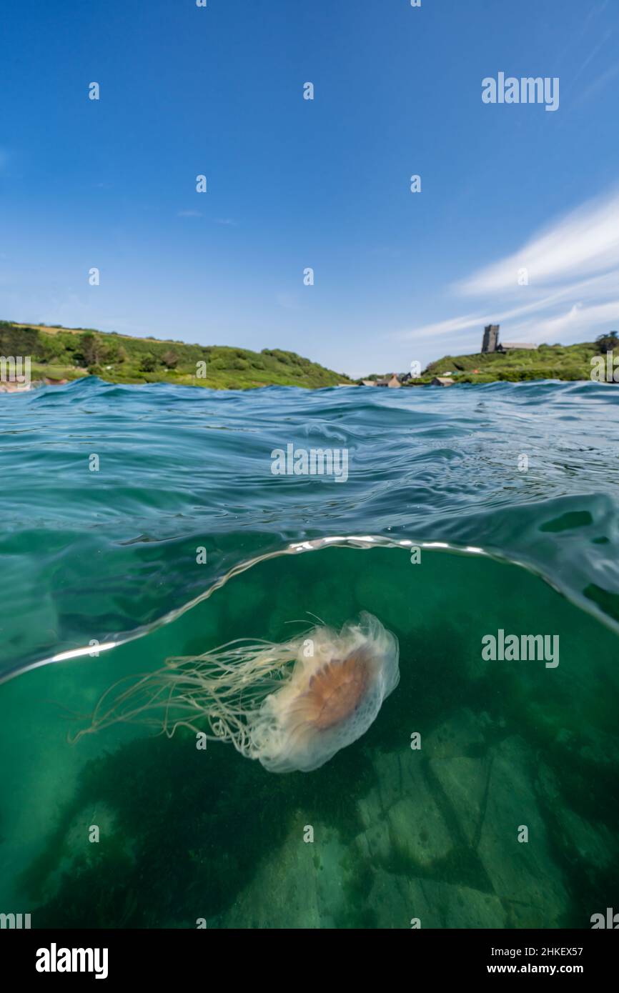 Eine nicht so blau blaue Qualle, die in Wembury Bay schwimmt Stockfoto