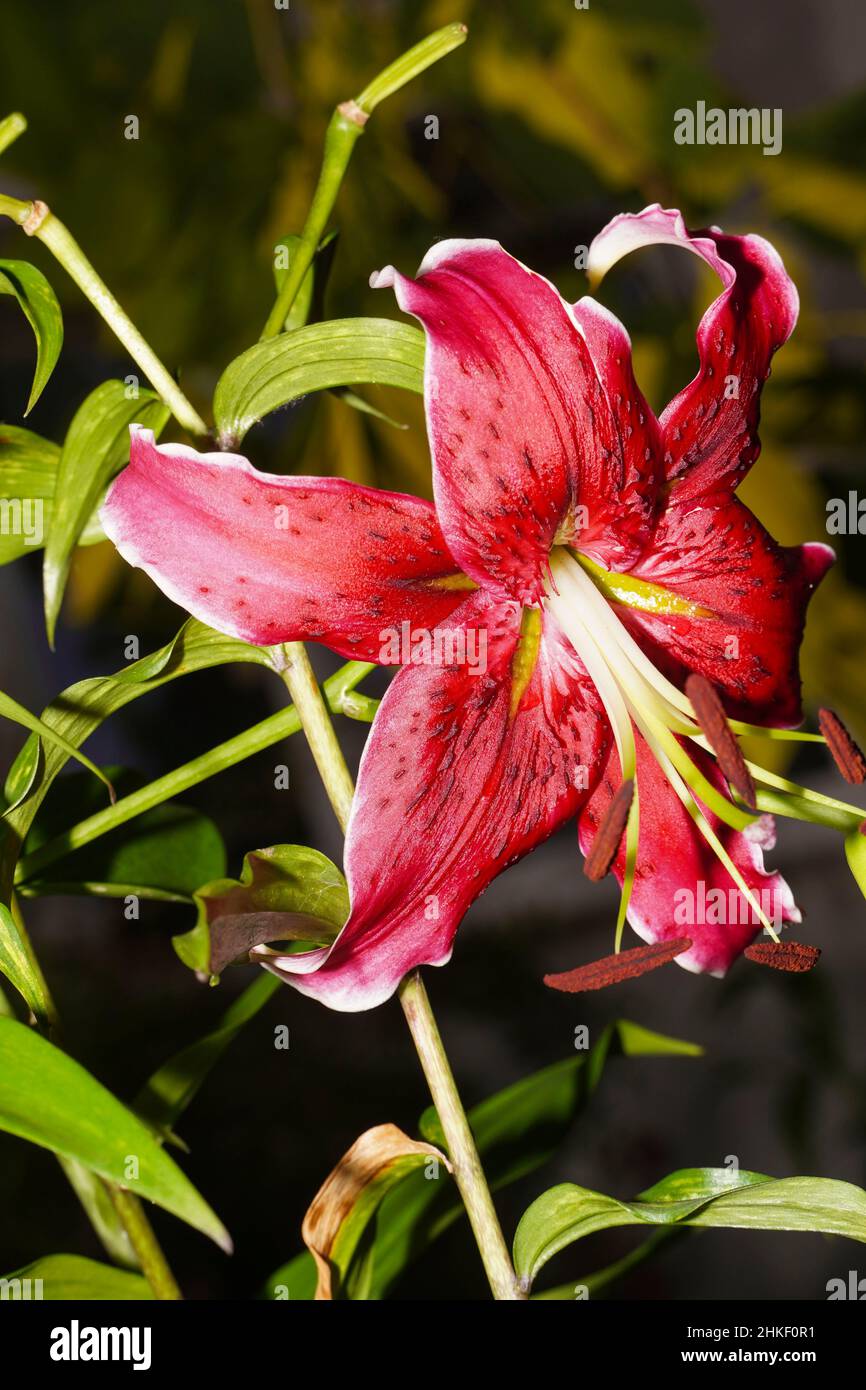 Rosa orientalische lilien Fotos und Bildmaterial in hoher Auflösung