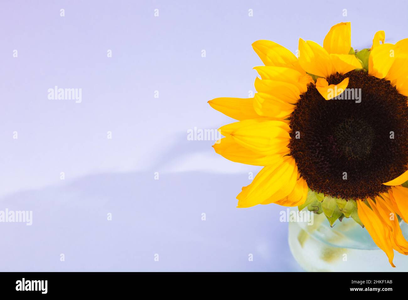 Nicht ideal einzelne Sonnenblume in Glasvase auf violettem Hintergrund mit Schatten Stockfoto