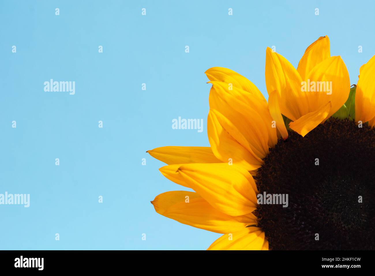 Schöne Sonnenblume mit blauem Hintergrund. Blume gegen klaren blauen Himmel Stockfoto