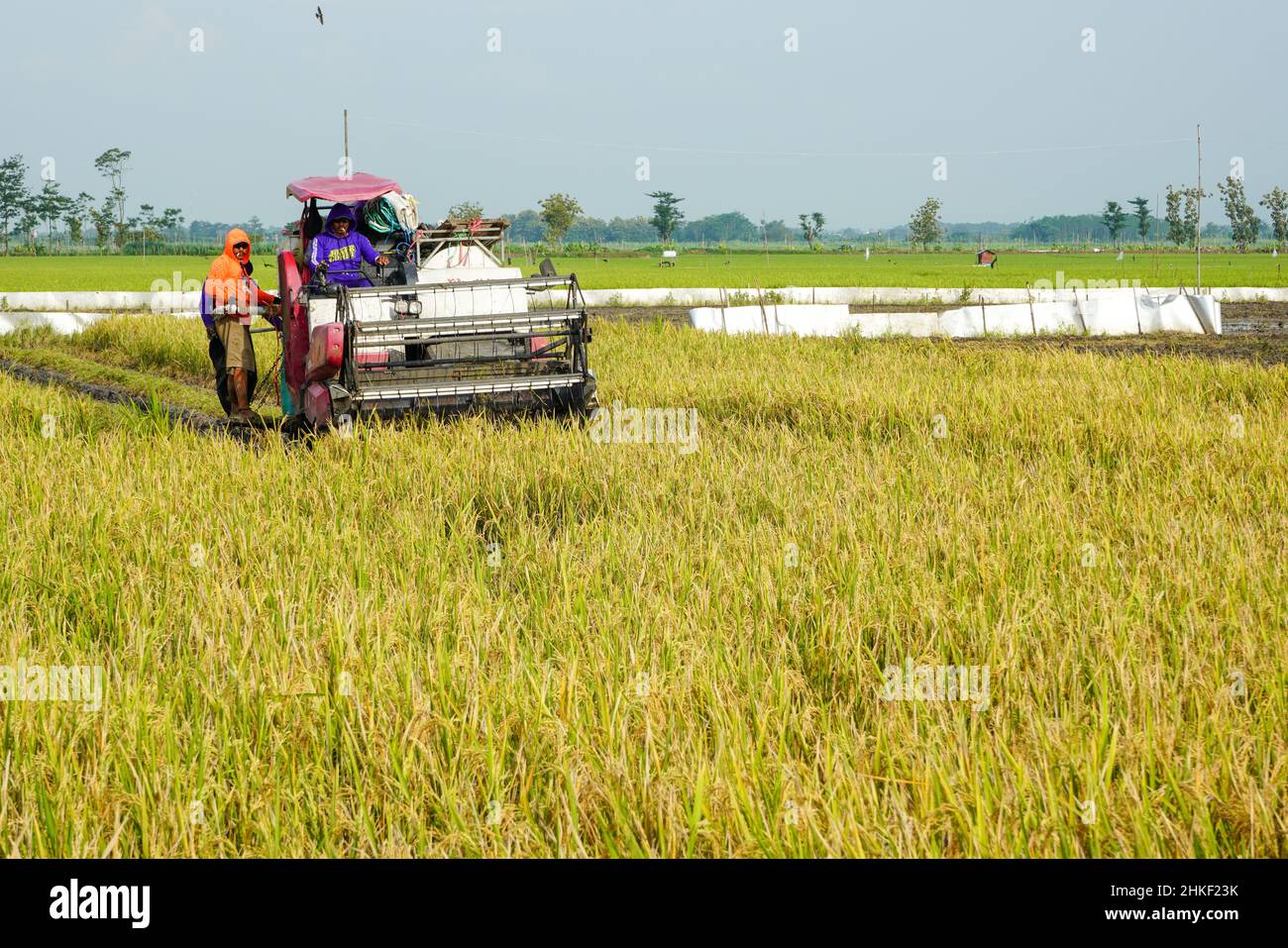 Patii, Indonesien - Mai 2023 : zur Ernte der Felder wird eine automatische Reismaschine eingesetzt, die in der Erntesaison reif und gelb ist. Stockfoto