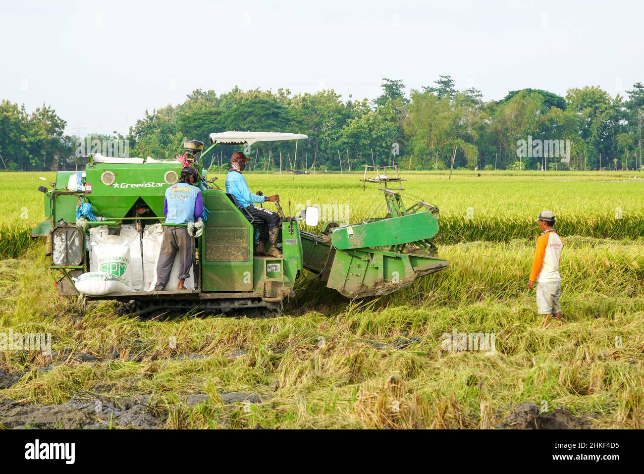 Patii, Indonesien - Januar 2022 : zur Ernte der Felder wird eine automatische Reismaschine eingesetzt, die in der Erntesaison reif und gelb ist. Stockfoto