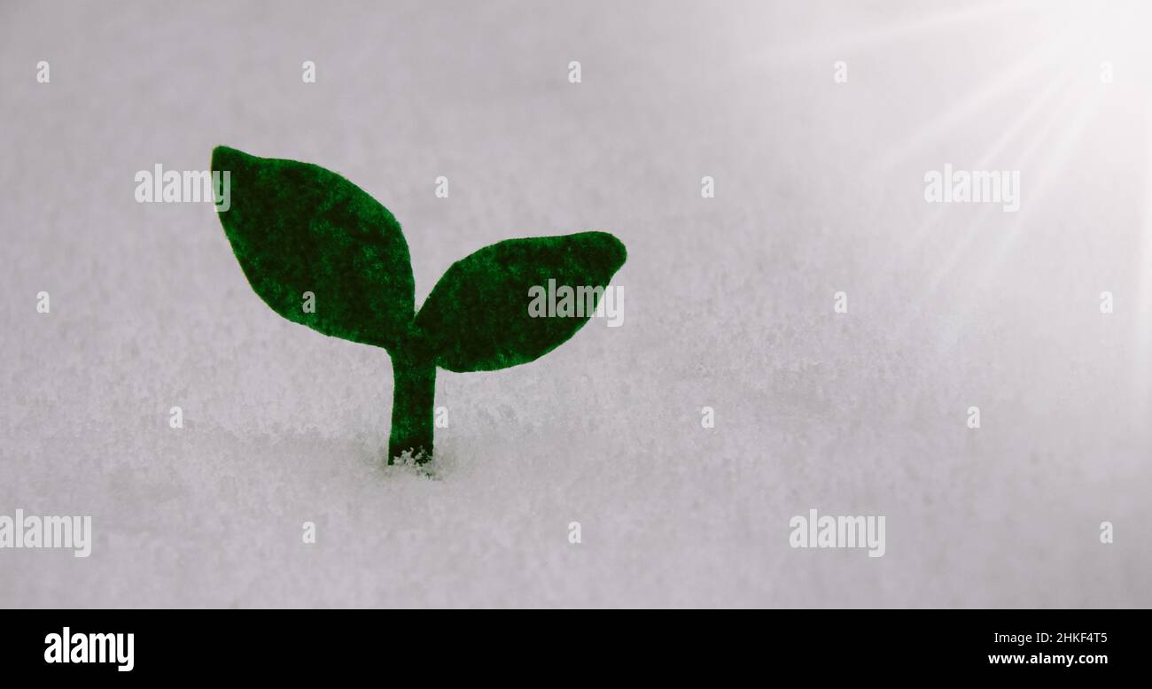 Pflanze und Blätter Ikone auf Schnee, Blatt Symbol für Ökologie, Umwelt und Natur. Rette die Erde. Grüne Waldbaumpflanze. Natur und umweltfreundlich Stockfoto
