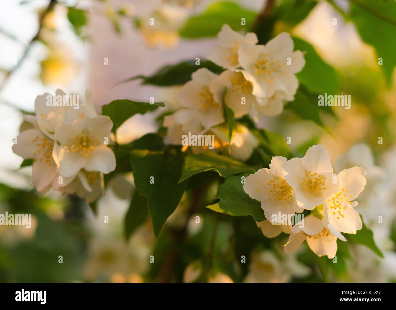 Blühende und duftende Jasminblüten. Blühender Jasminbusch Stockfoto