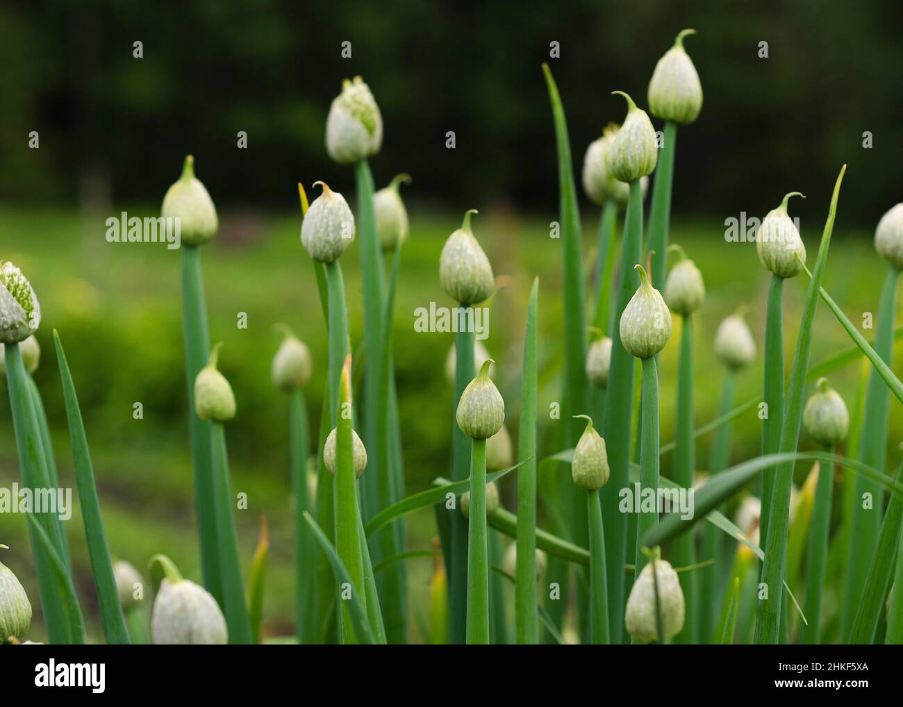 Blühender Knoblauch im Garten Stockfoto