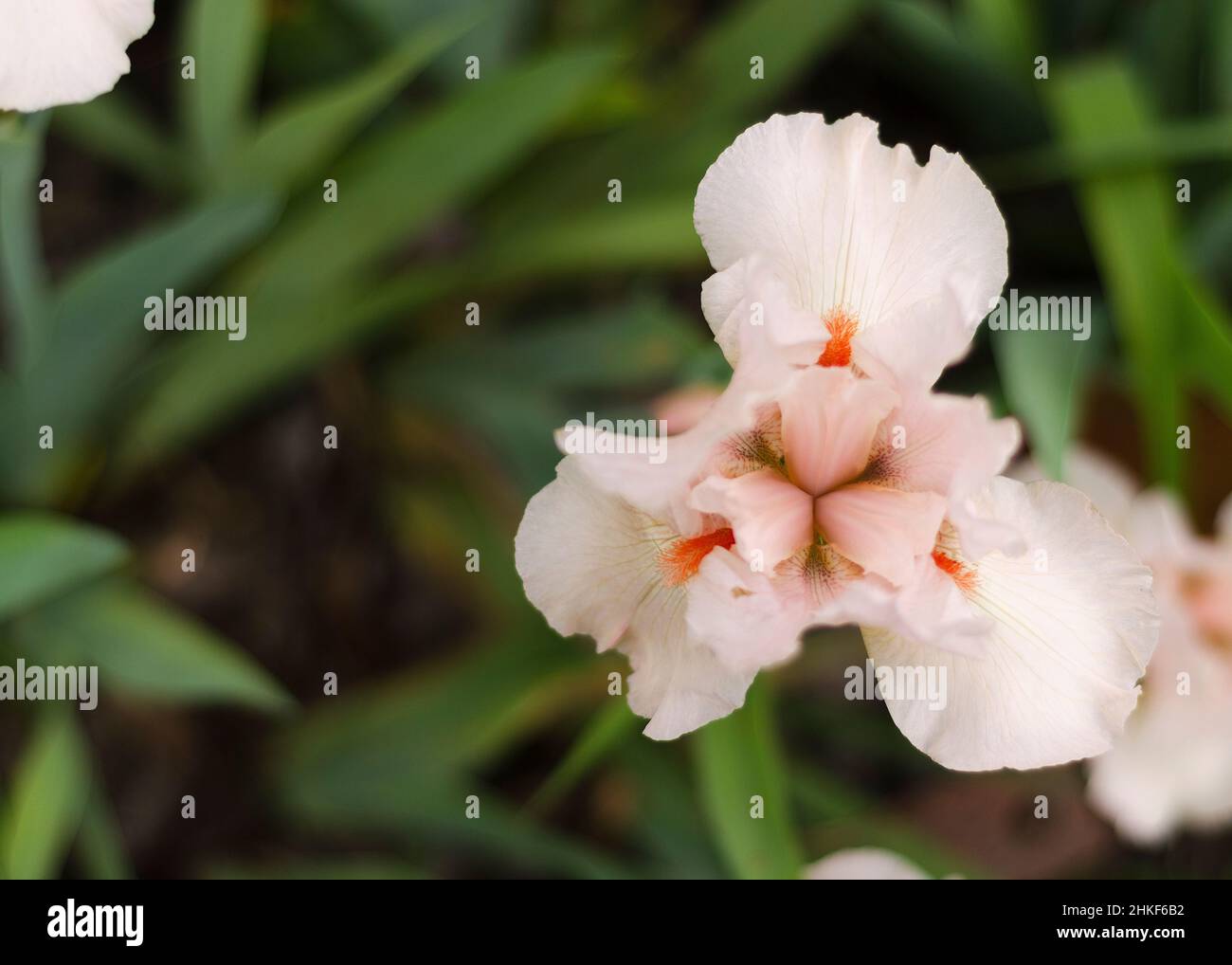 Im Garten wächst die Irisblume. Nahaufnahme einer Blumeniris auf unscharfem grünem, natürlichem Hintergrund. Voller Bloom-Trend. Stockfoto