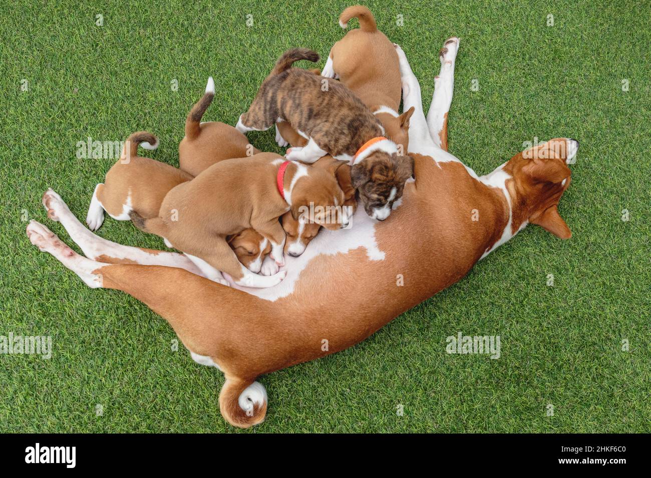 Basenji junge Welpen und Hündin basenji Hund auf grünem Boden liegen Stockfoto