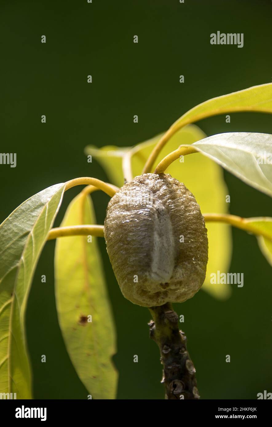 Ootheca (Eierkoffer) von großem braunem Mantid (Gottesanbeterin), der auf Avocado-Ast (Persea americana) in einem Obstgarten in Queensland, Australien, gebaut wurde. Stockfoto