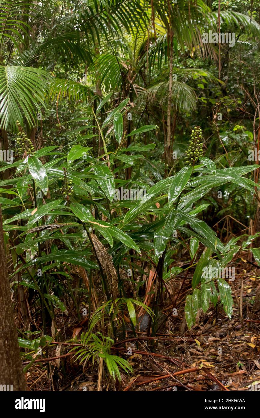 Grüne, nasse, glänzende Blätter von einheimischen Gingern (Alpinia caerulea) und Palmen im Unterholz des subtropischen Regenwaldes in Queensland, Australien. Bush Tucker. Stockfoto