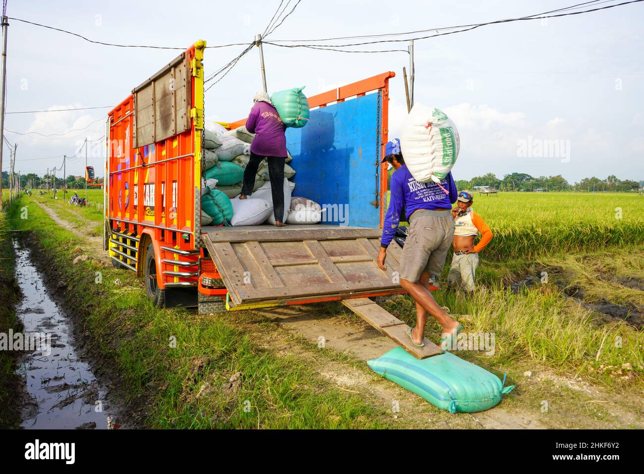 Pati, Indonesien - Januar, 2022 : die Aktivitäten der Bauern, die Reisernten in Reissäcke verpackt und mit Kühlern zum Verladen transportiert haben Stockfoto