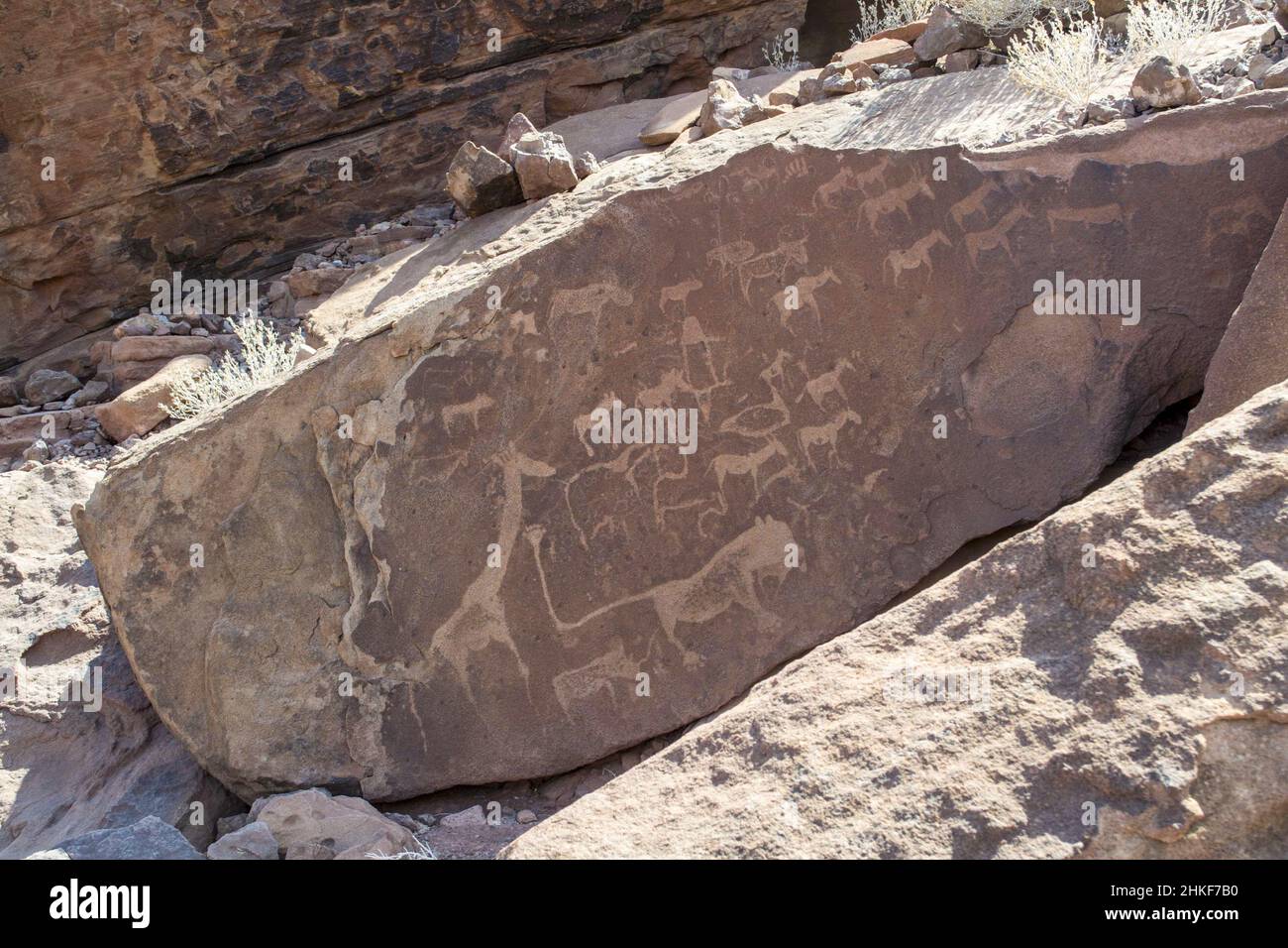 Löwenplatte mit Löwenmann Twyfelfontein Felsgravuren in Namibia Stockfoto