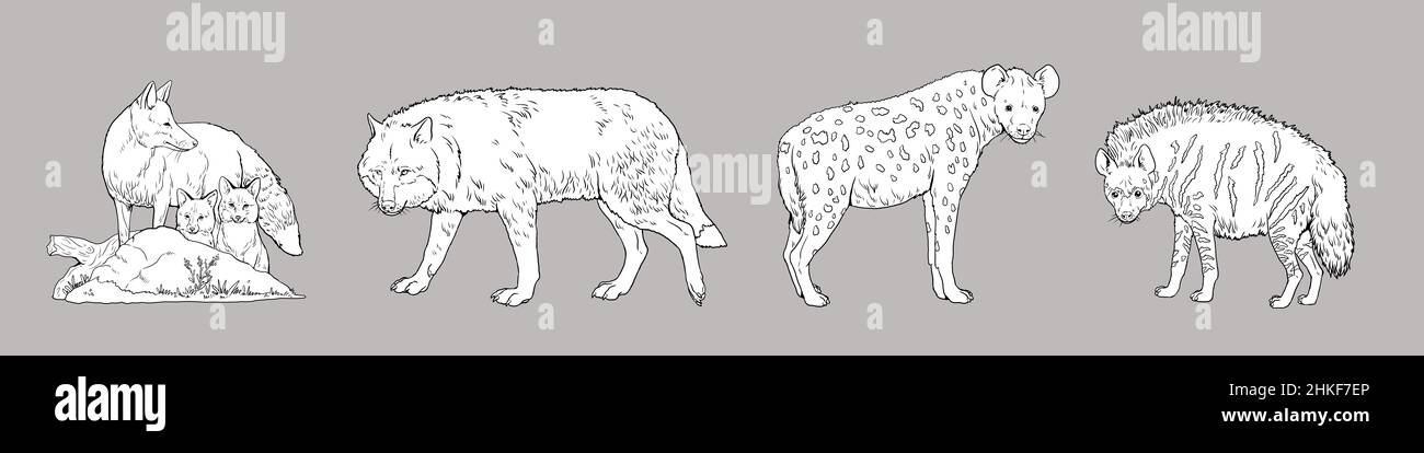 Wolf, Fuchs, gefleckte Hyäne und gestreifte hyena.Comparison Tiere. Digitale Vorlage für das Ausmalen mit Raubtieren. Stockfoto