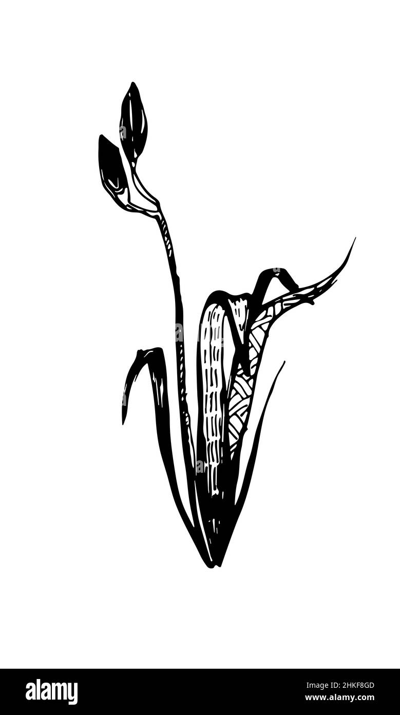 Eine Vektorlilie Blume Tinte Skizze Grafiken Stockfoto