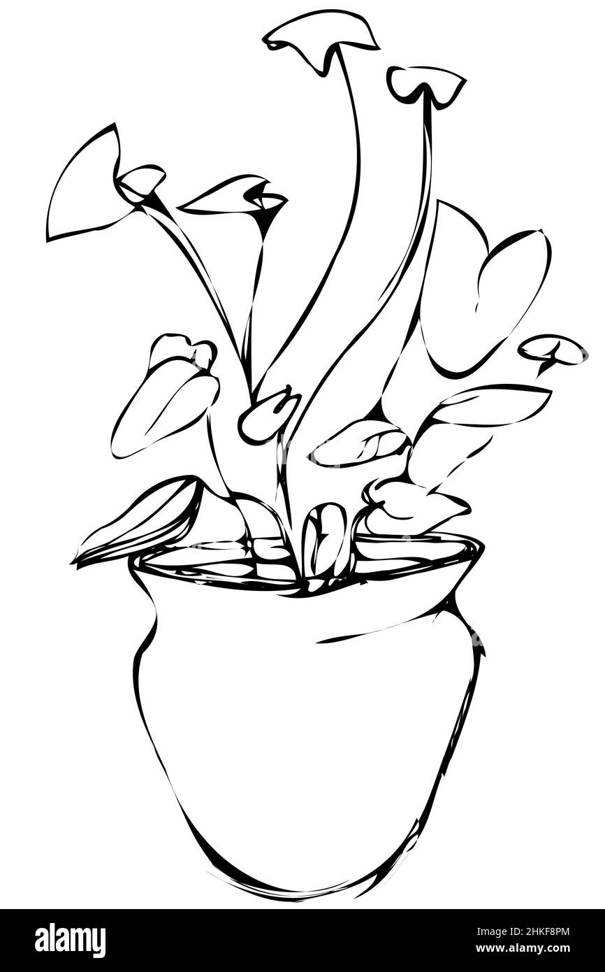 Schwarz-weiß Vektor Skizze Zimmer Syngonium Blume in einem Topf Stockfoto