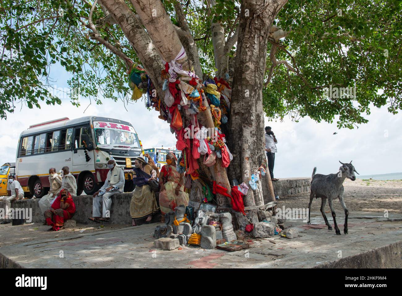 Rameswaram, India - January 2022: Wishing tree by a small temple on the road to Dhanushkodi Stockfoto