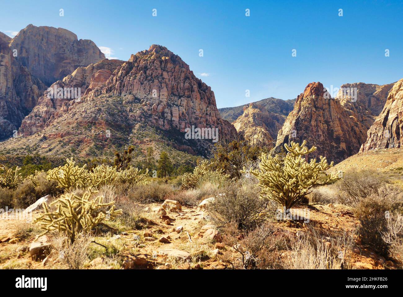 Pine Creek Canyon im Red Rock Canyon National Conservation Area, in der Nähe von Las Vegas, Nevada. Wüstenlandschaft mit hoch aufragenden Felsformationen und Okotillo Stockfoto