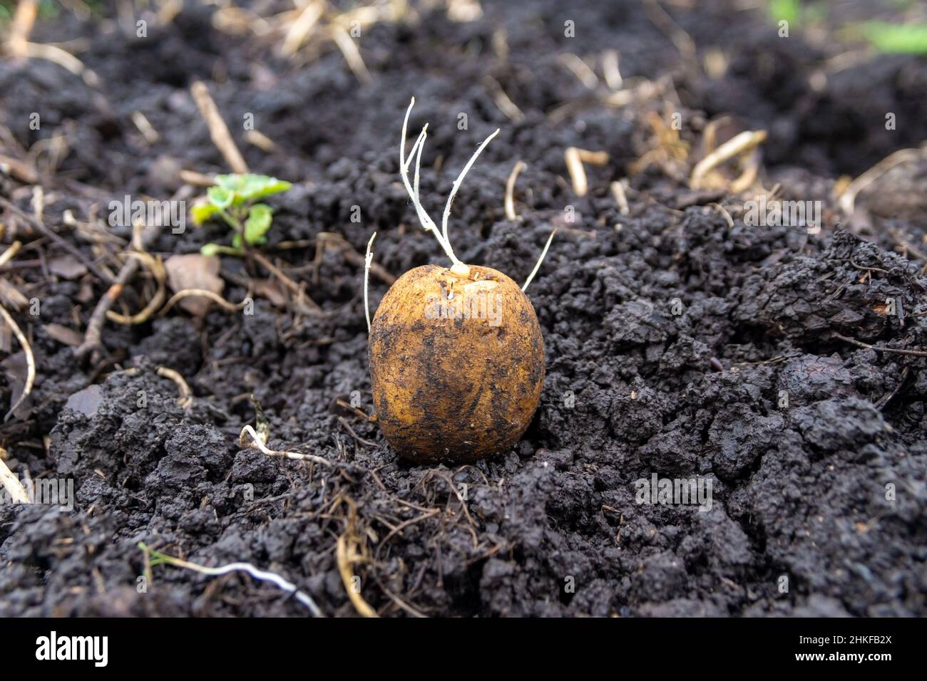 Schwache fadenartige Sprossen von Saatkartoffeln werden im Herbst eine schlechte Ernte geben, selektiver Fokus Stockfoto