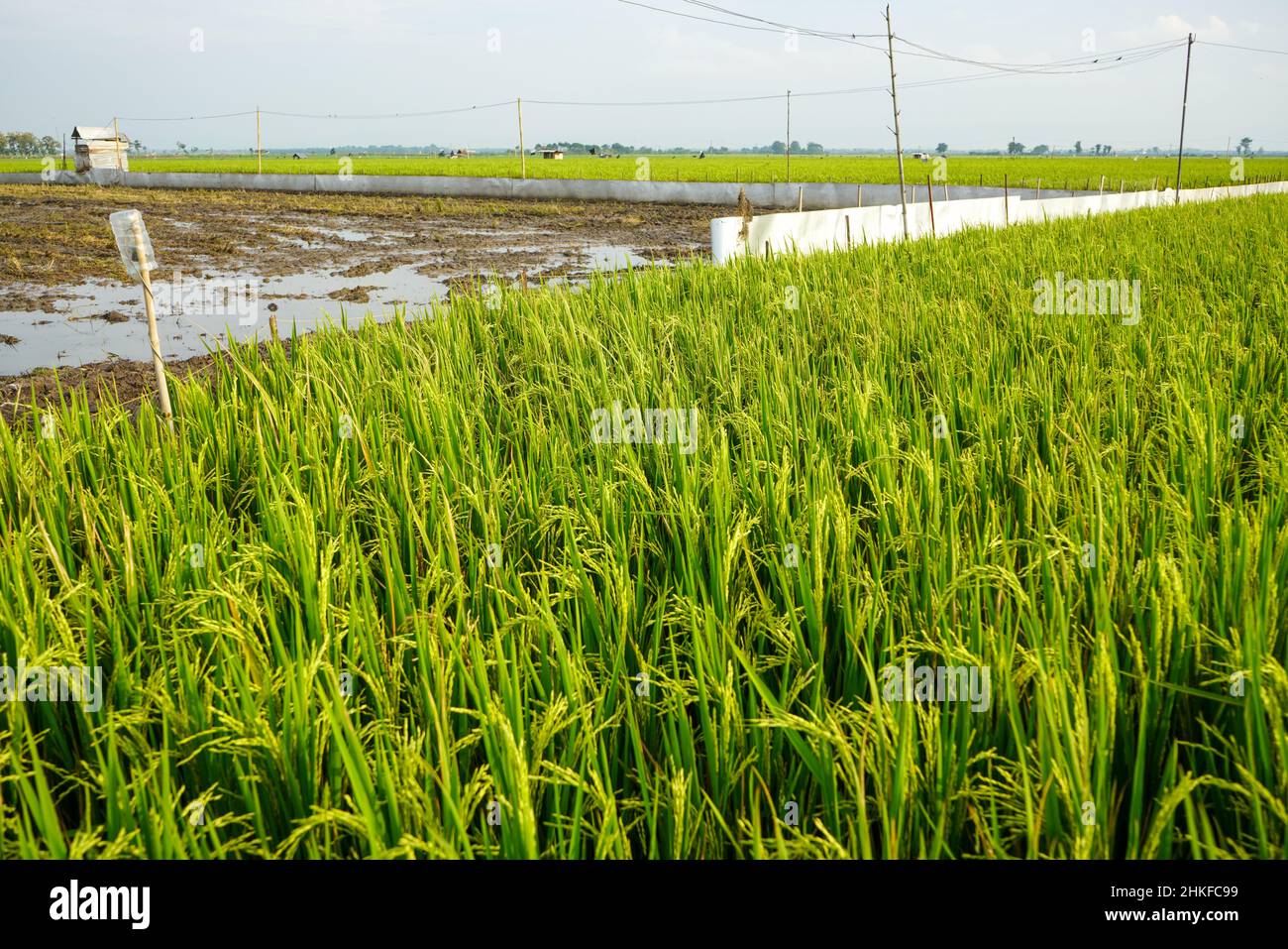Grüne Reisfelder, die mit Netzen geschützt sind, damit sie nicht von Schädlingen gefressen oder angegriffen werden, die Kulturen wie Ratten und Vögel schädigen. Stockfoto