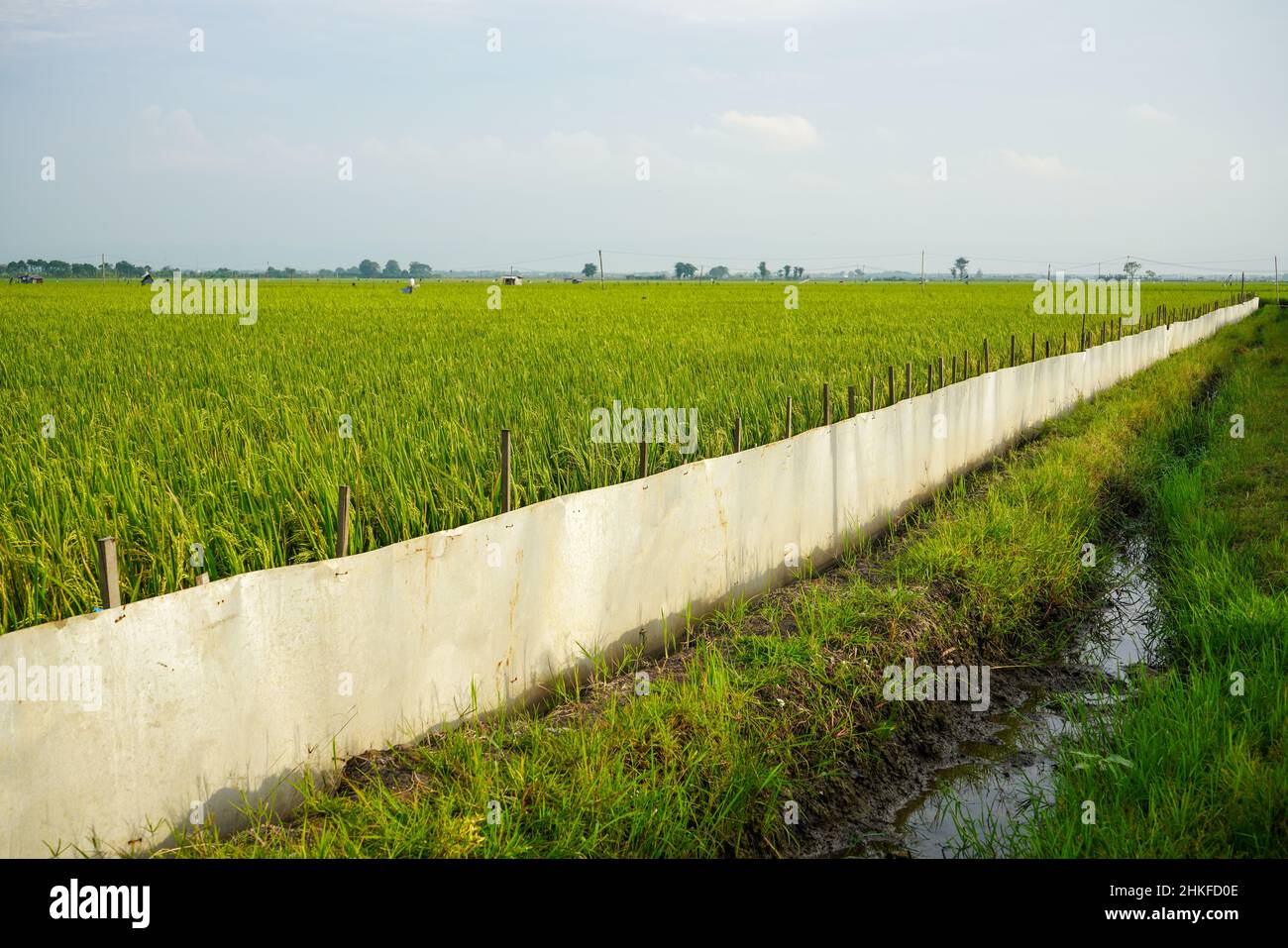 Grüne Reisfelder, die mit Netzen geschützt sind, damit sie nicht von Schädlingen gefressen oder angegriffen werden, die Kulturen wie Ratten und Vögel schädigen. Stockfoto