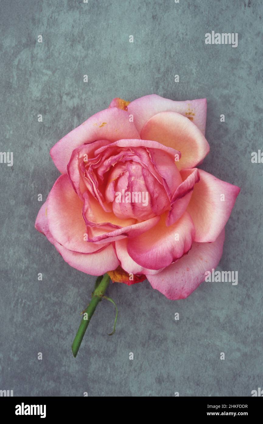 Einzelne blassrosa und dunkelrosa Blüten von Rose oder Rosa Lovely Lady beginnen zu verwelken, liegend auf Schiefer Stockfoto
