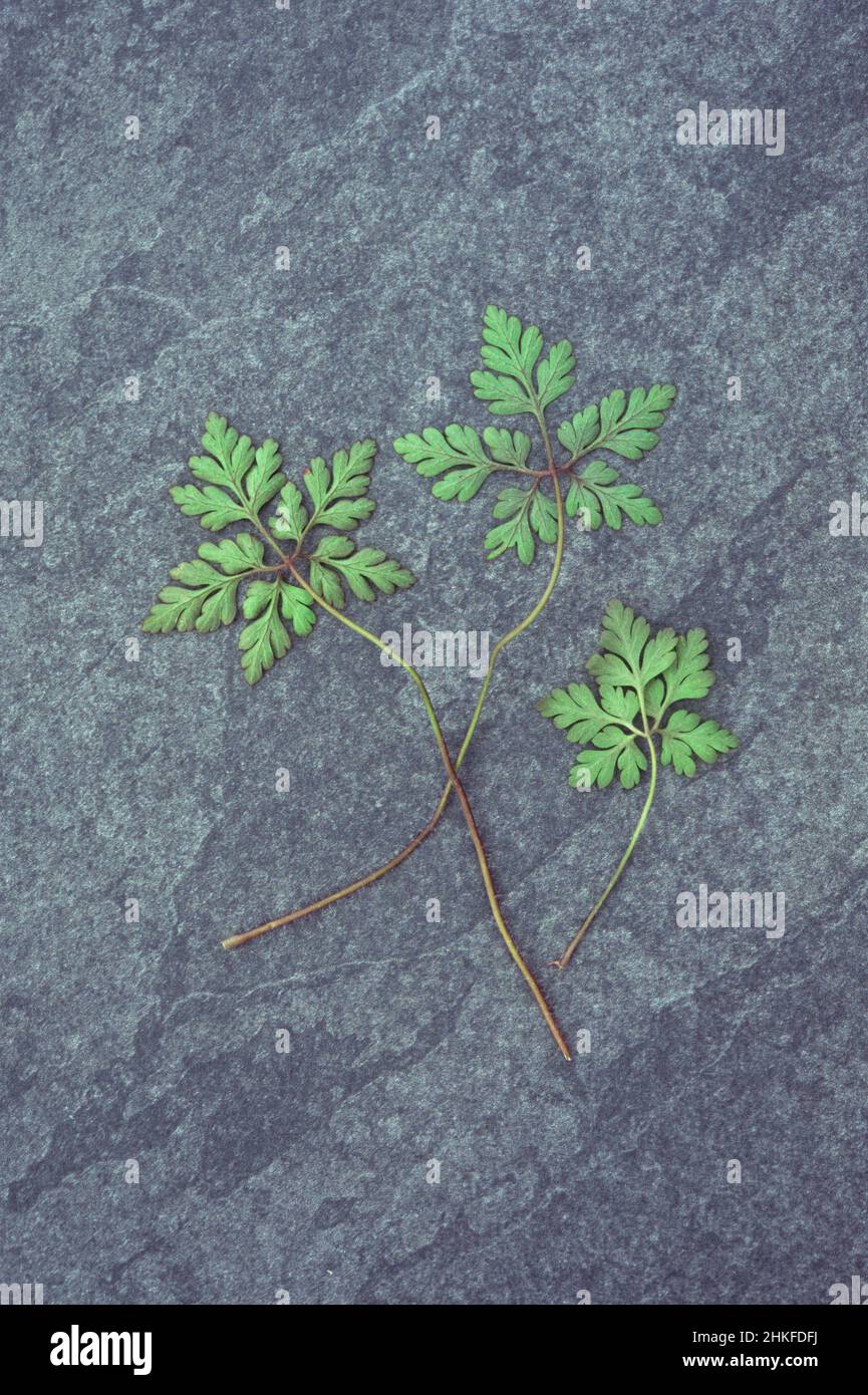 Drei Stämme von frischem grünem Herb robert oder Geranium robertianum liegen auf Schiefer Stockfoto