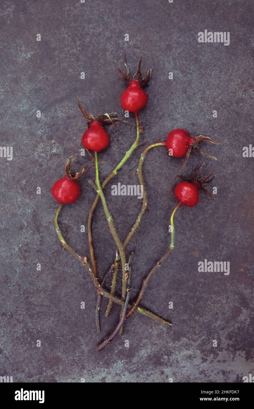 Fünf leuchtend rote Hagebutten aus weicher, flauschiger Rose oder rosa Mollis liegen mit ihren Stielen auf beschlagenem Metall Stockfoto