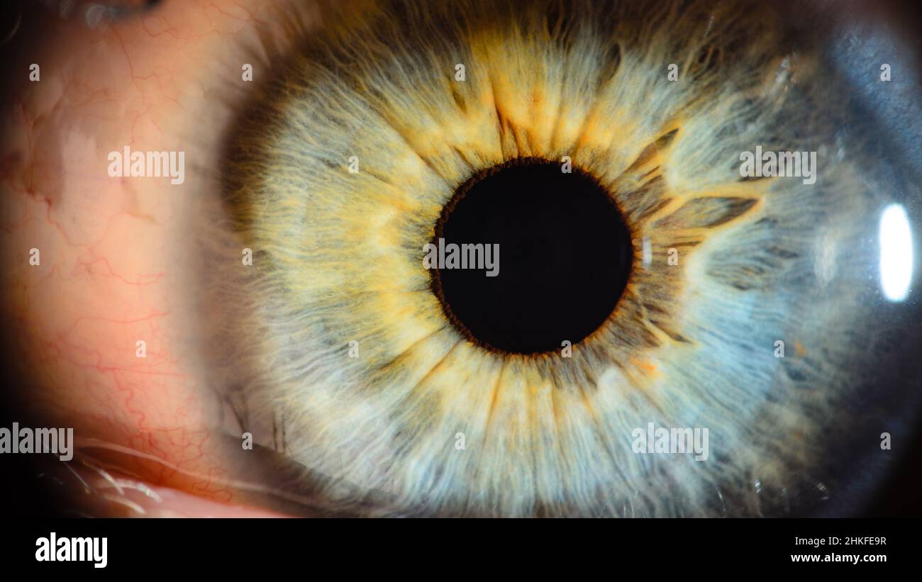 Sehr nahes Makrofoto des menschlichen Auges. Nahaufnahme des menschlichen Auges mit geringer Schärfentiefe. Stockfoto