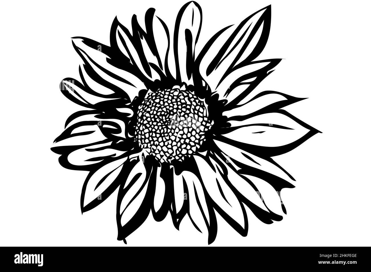 vektorbild einer schönen Herbstblume Chrysantheme Stockfoto