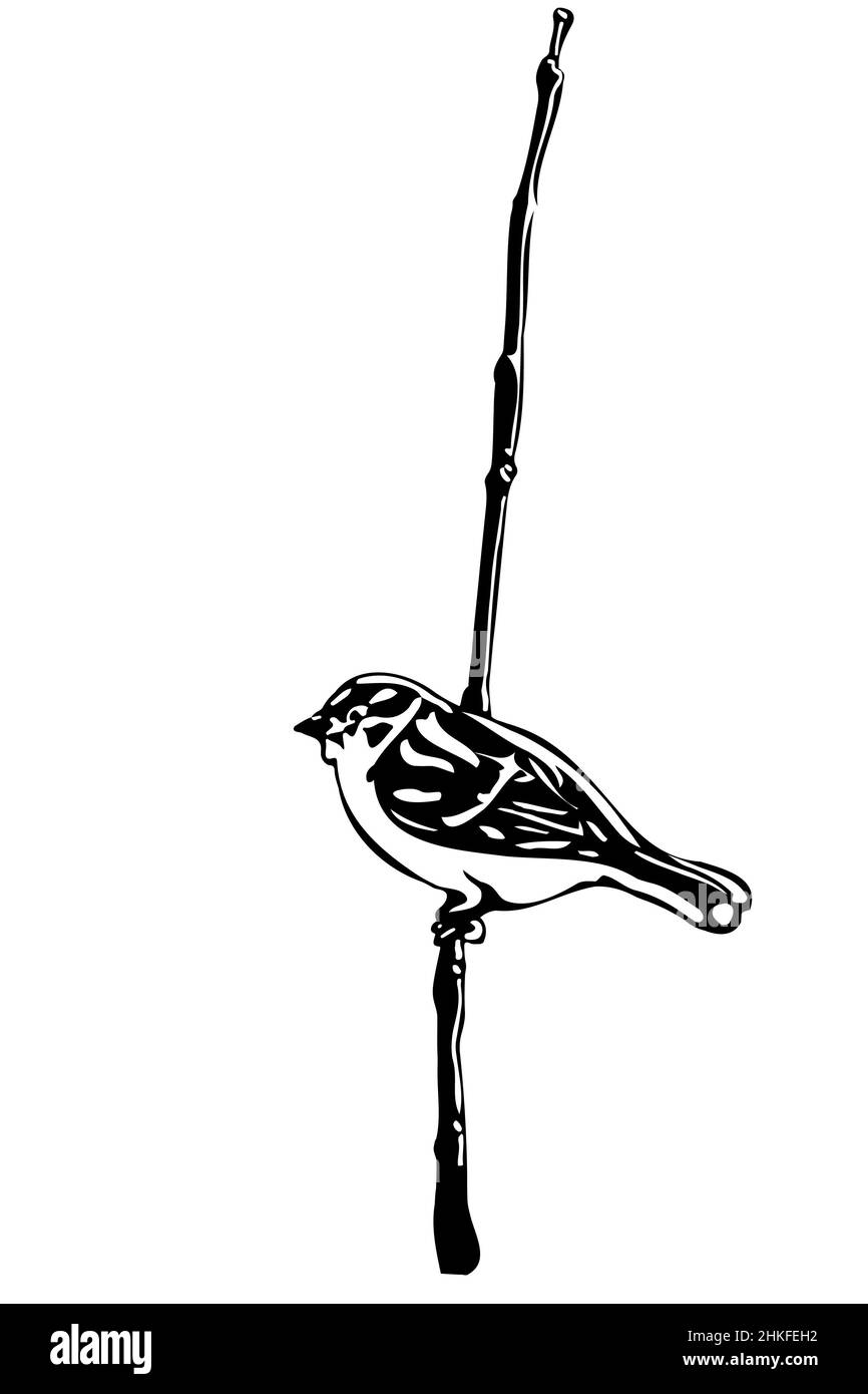 Schwarz-weiße Vektorskizze eines kleinen Vogels auf einem Ast-Sperling Stockfoto