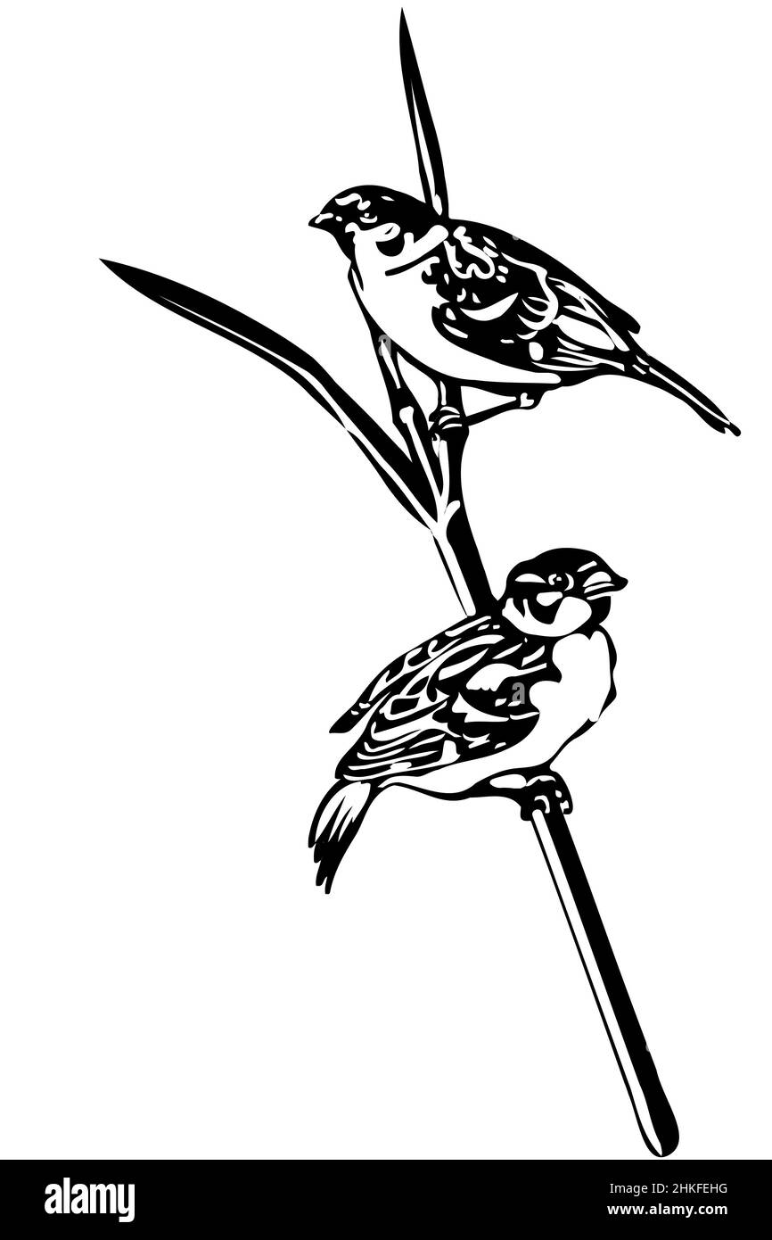 Schwarz-weiße Vektorskizze eines kleinen Vogels auf einem Ast-Sperling Stockfoto