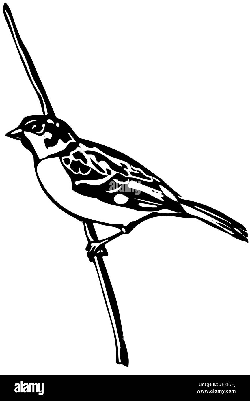 Schwarz-weiße Vektorskizze eines kleinen Vogels auf einem Ast-Sperling Stockfoto