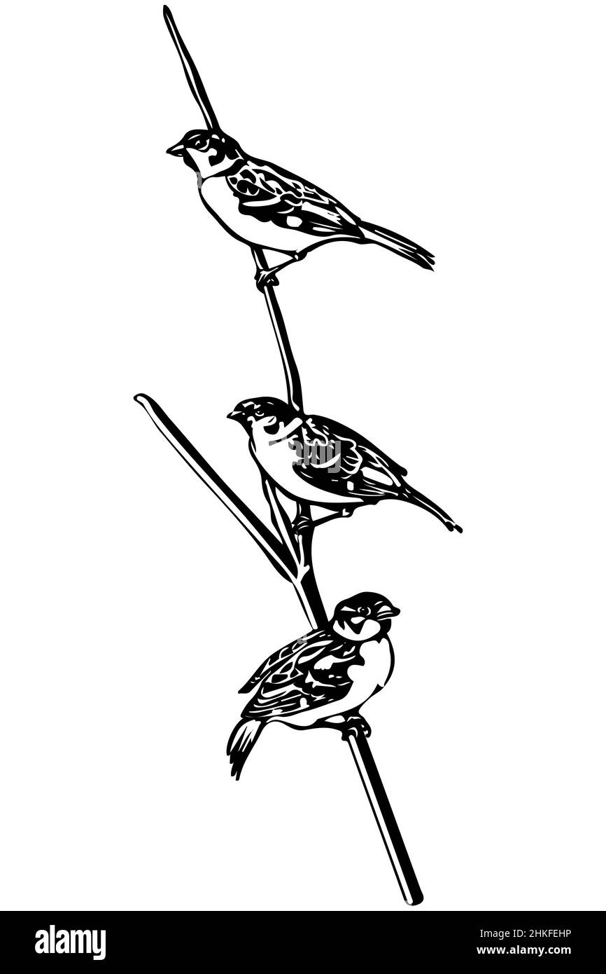 Schwarz-weiße Vektorskizze eines kleinen Vogels auf einem Ast-Sperling Stockfoto