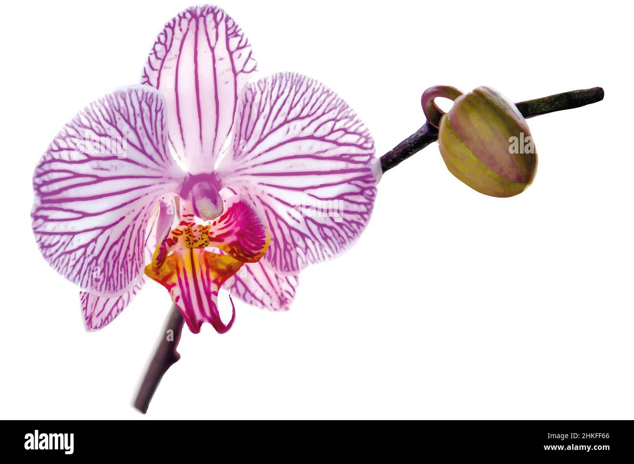 vektor-Bild Knospe von schönen Blumen innen gestreifte Orchidee auf weißem Hintergrund Stockfoto