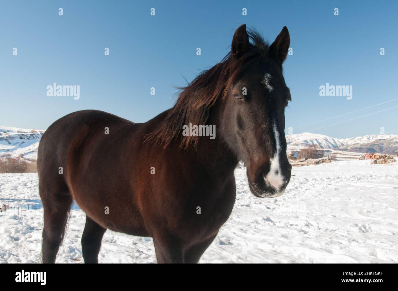 Nahaufnahme eines rotbraunen Pferdes im Winter auf einer schneebedeckten Wiese, mit dem Blick ins Gesicht Stockfoto