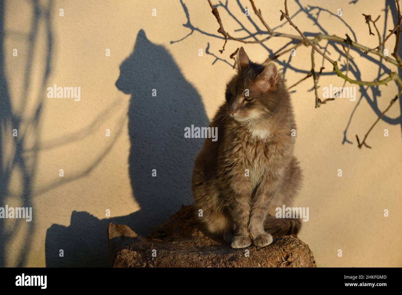 Katze sitzt auf einem Holzblock in der Sonne, das Licht projiziert den Schatten seiner Silhouette auf eine Wand Stockfoto