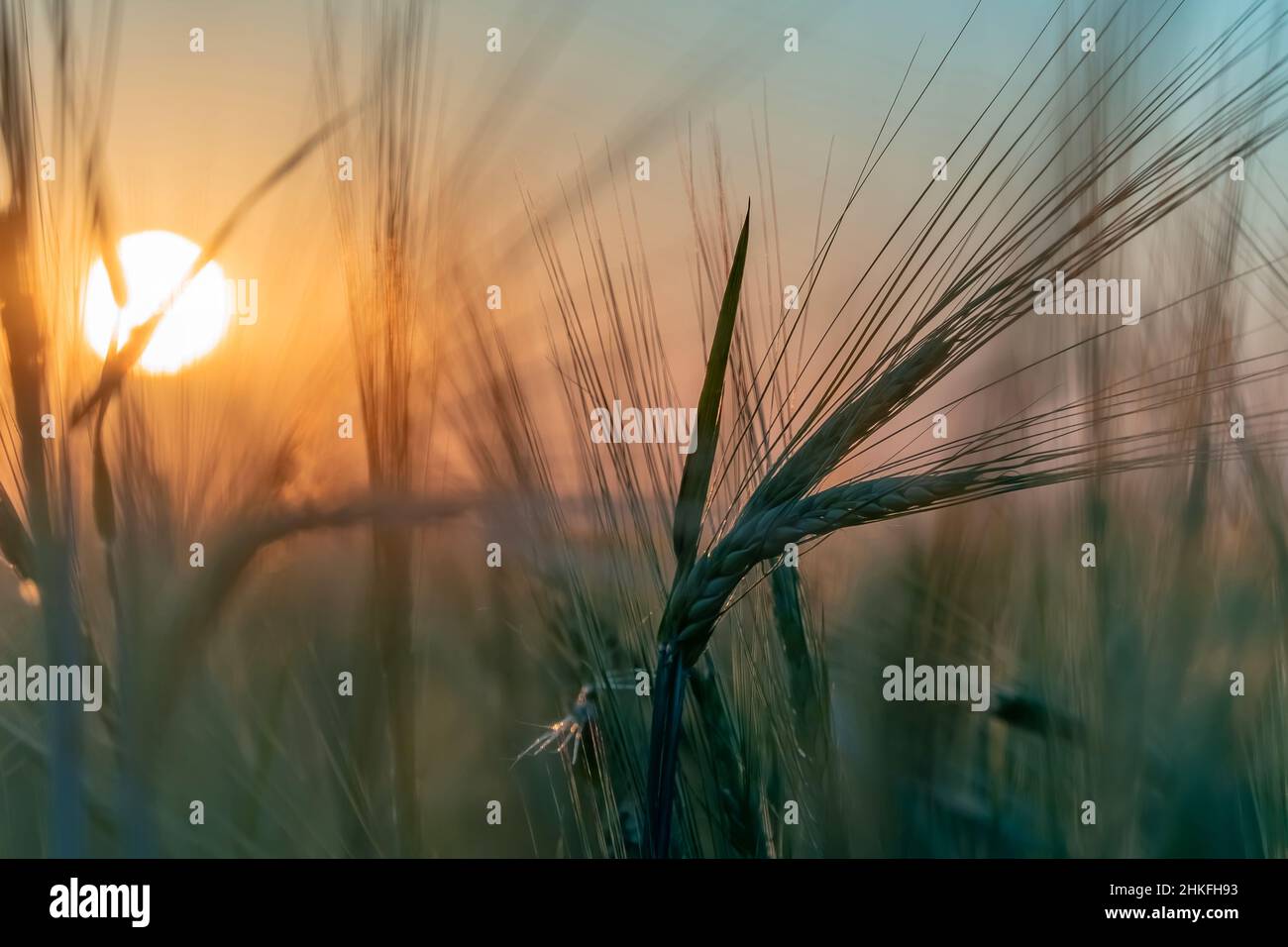 Sonnenuntergang auf einem Weizenfeld. Natur, Agrarindustrie. Vorbereitung für die Ernte. Schöner Sonnenaufgang auf dem Feld. Hafer. Gerste. Stockfoto