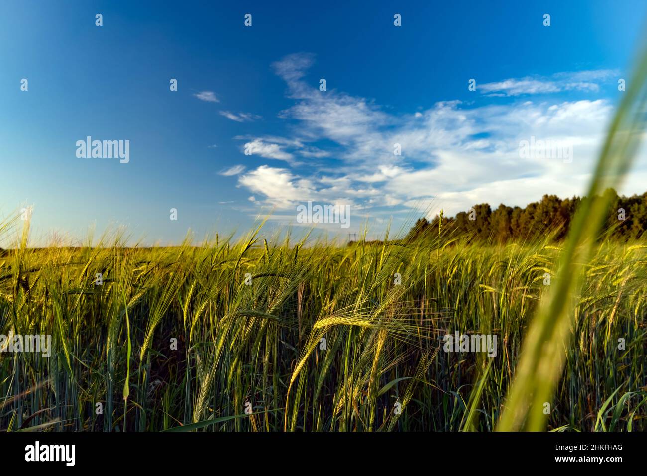 Blauer Himmel über einem Weizenfeld. Greenfield und hellblauer Himmel mit weißer Wolke. Natur, Gelassenheit, Ruhe. Hafer, Gerste. Stockfoto