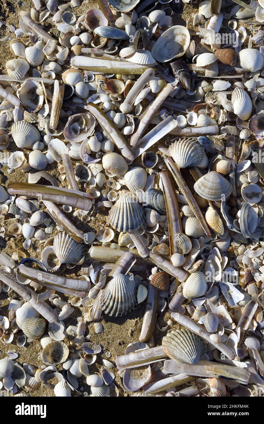 Frankreich, Calvados, Pays d ' Auge, die Côte Fleurie (geblühten Küste), Cabourg, Strand Stockfoto