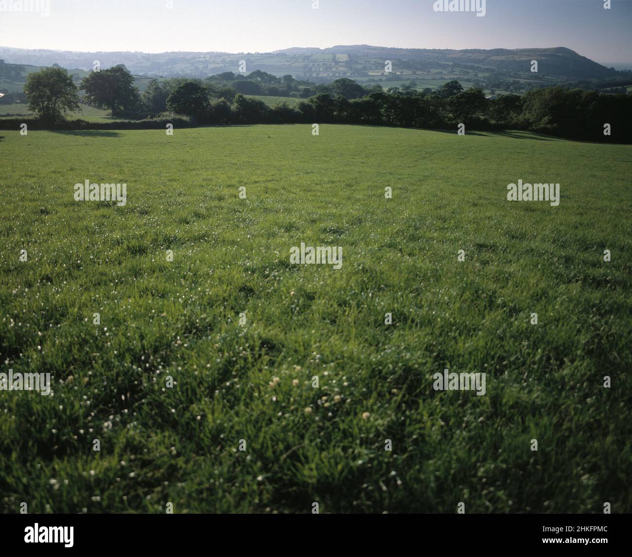 Vereinigtes Königreich. Wales. Brecon Beacons National Park. Ländliche Umgebung. Grasfeld. Stockfoto