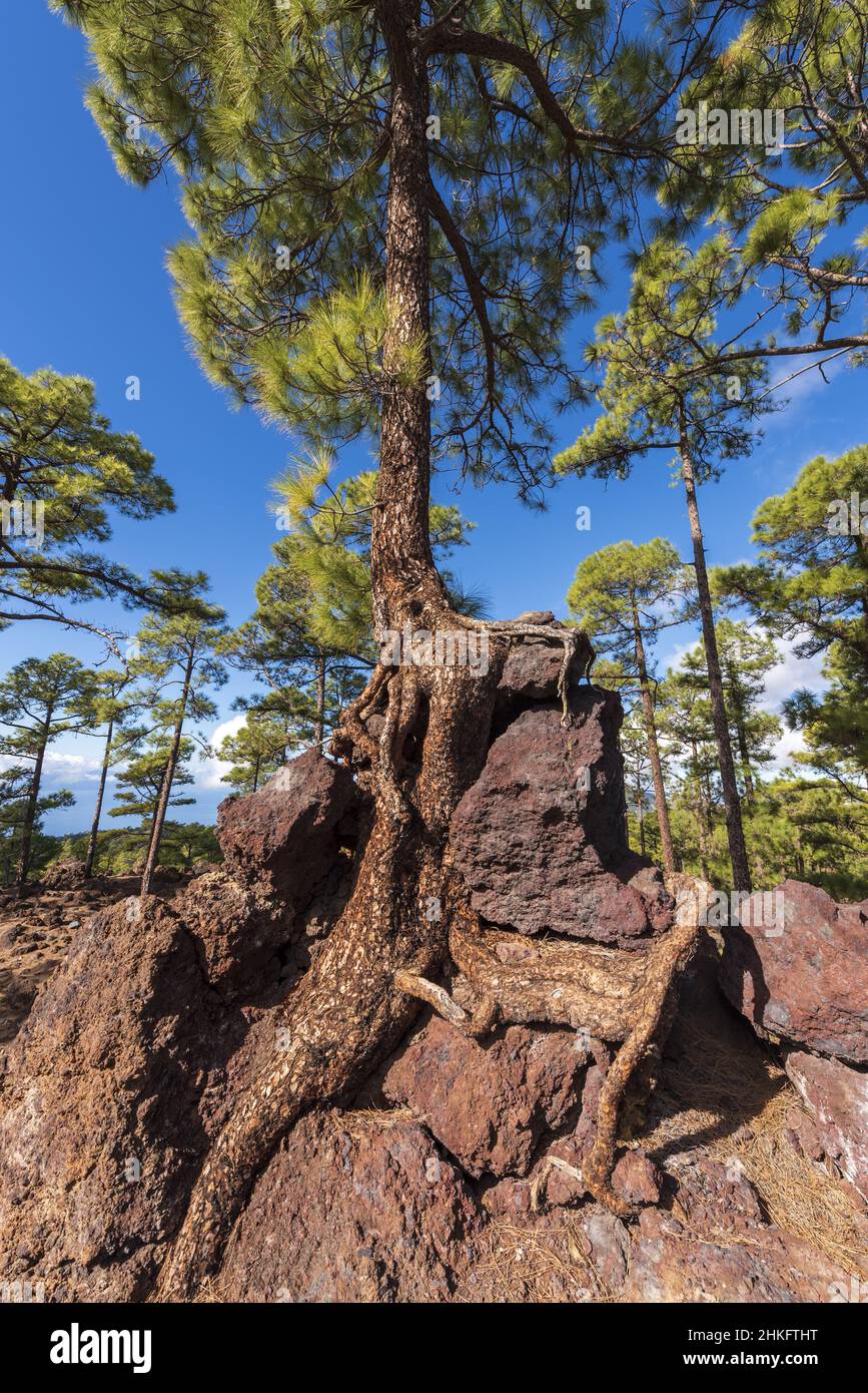 Spanien, Kanarische Inseln, Teneriffa, Kanarische Kiefer am Aussichtspunkt Los Poleos, am TF38, Corona Forestal Stockfoto