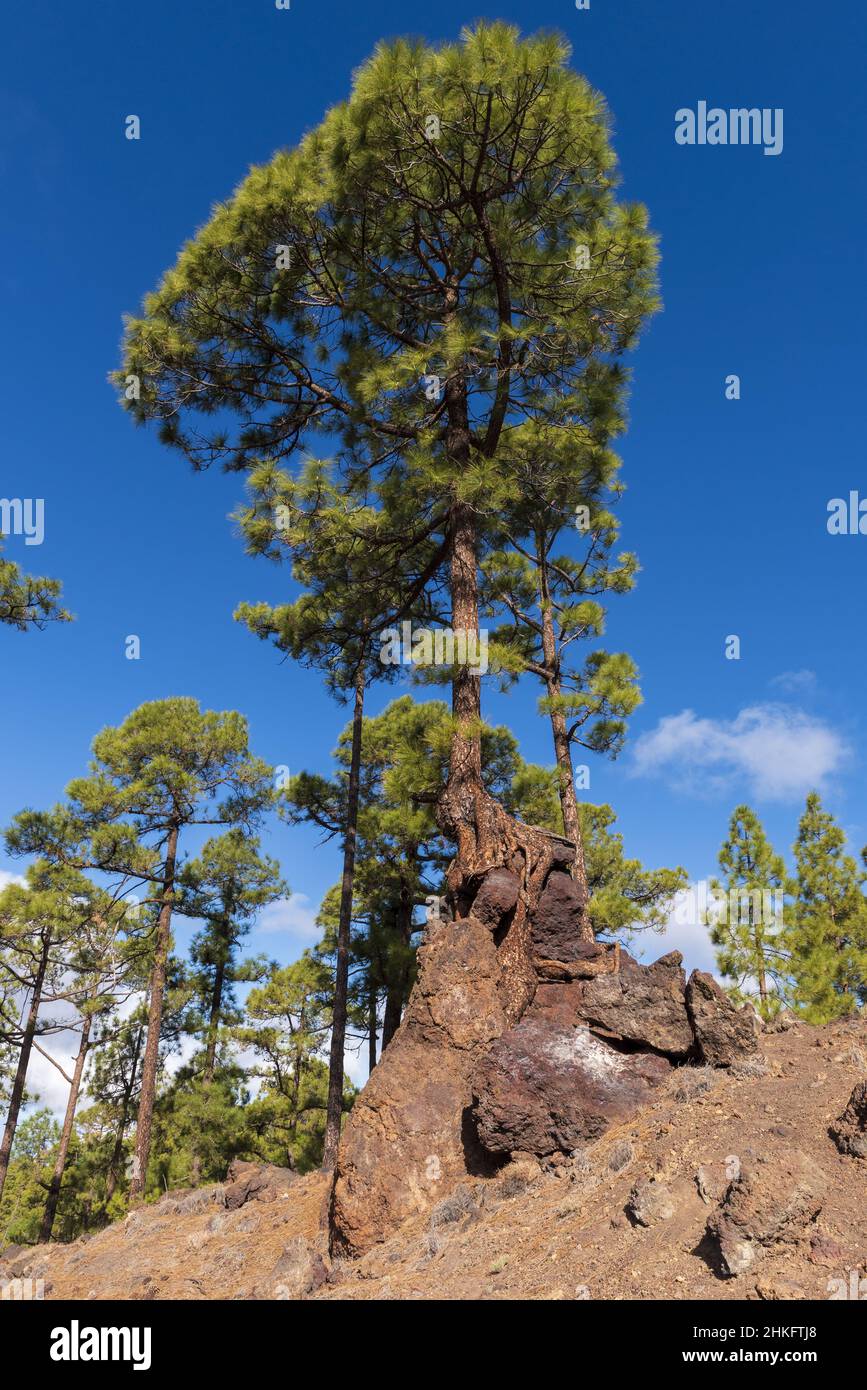 Spanien, Kanarische Inseln, Teneriffa, Kanarische Kiefer am Aussichtspunkt Los Poleos, am TF38, Corona Forestal Stockfoto