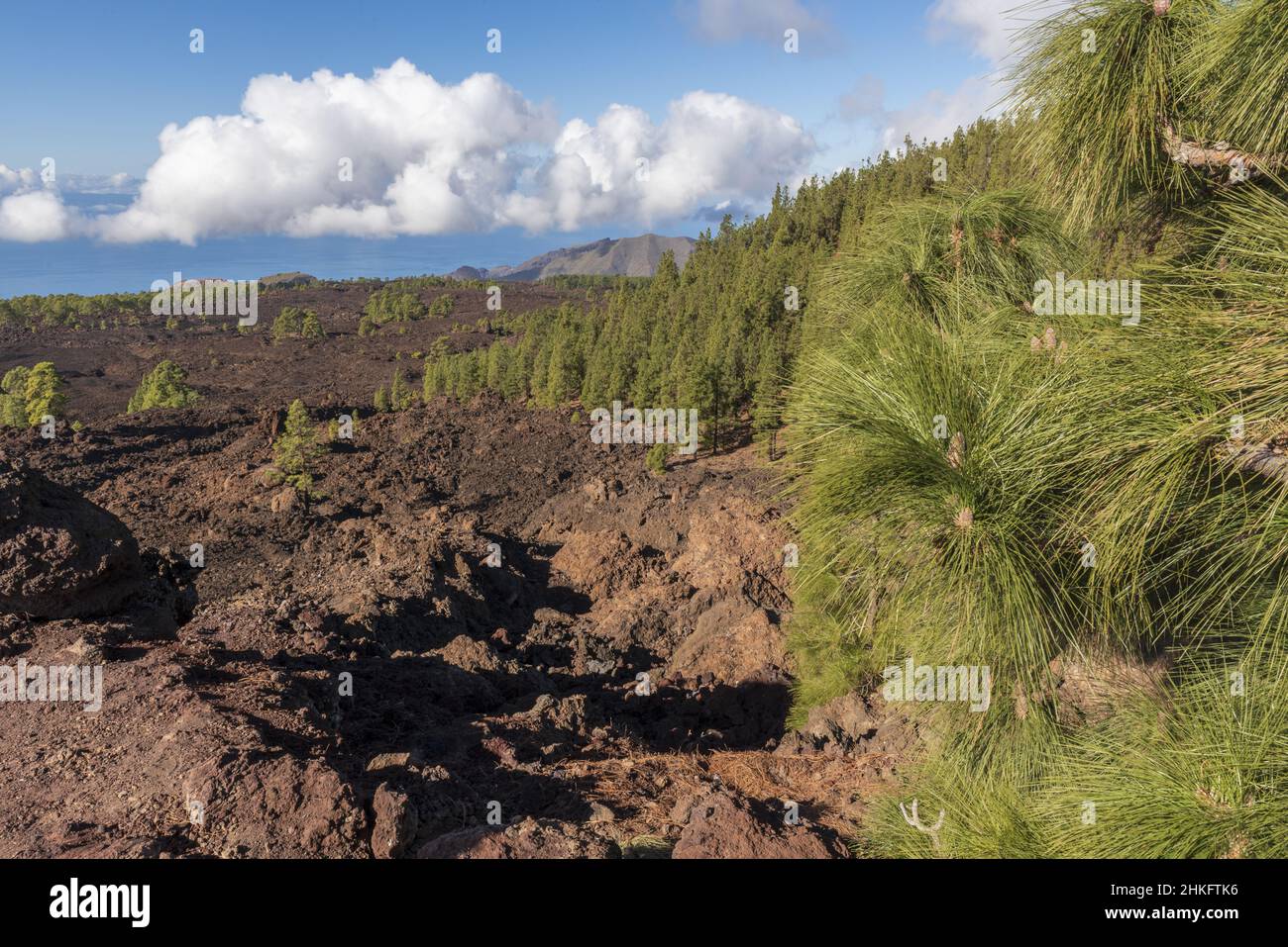 Spanien, Kanarische Inseln, Teneriffa, TF38 Corona Forestal Kanarienkiefer Stockfoto