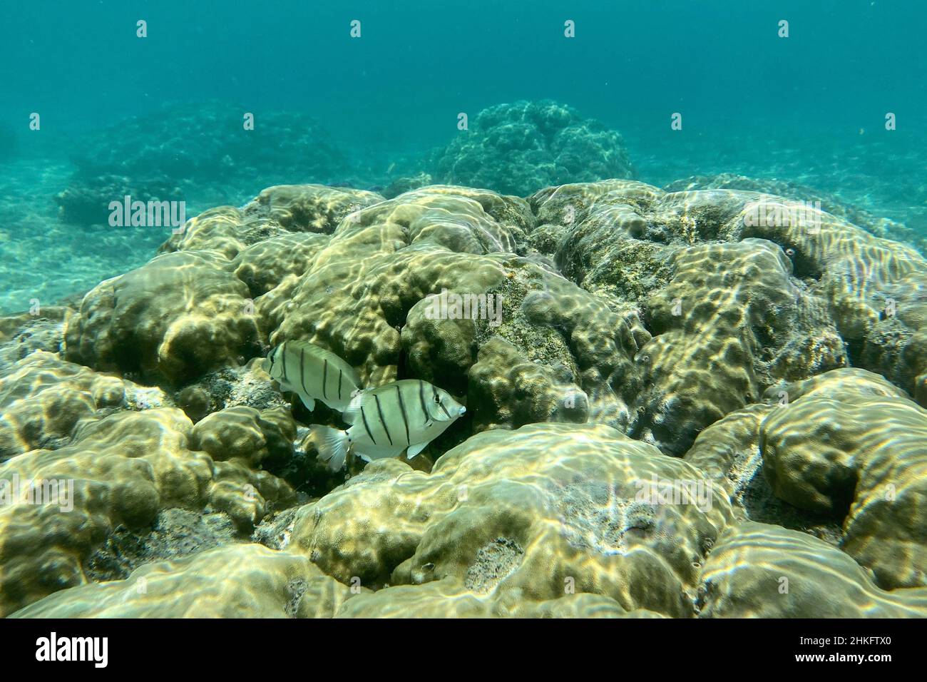 Frankreich, Réunion Island (französisches Überseegebiet), Westküste, Saint Gilles Les Bains (Stadt Saint-Paul), Fische schwimmen im Korallenriff von Ermitage und La Saline Les Bains Lagune (Unterwasseransicht) Stockfoto