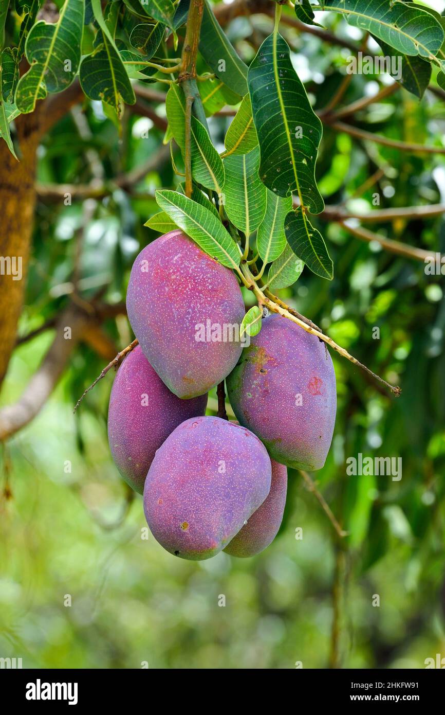 Frankreich, Réunion Island (französisches Überseedepartement), Saint Louis, Mangos auf einem Mangobaum Stockfoto
