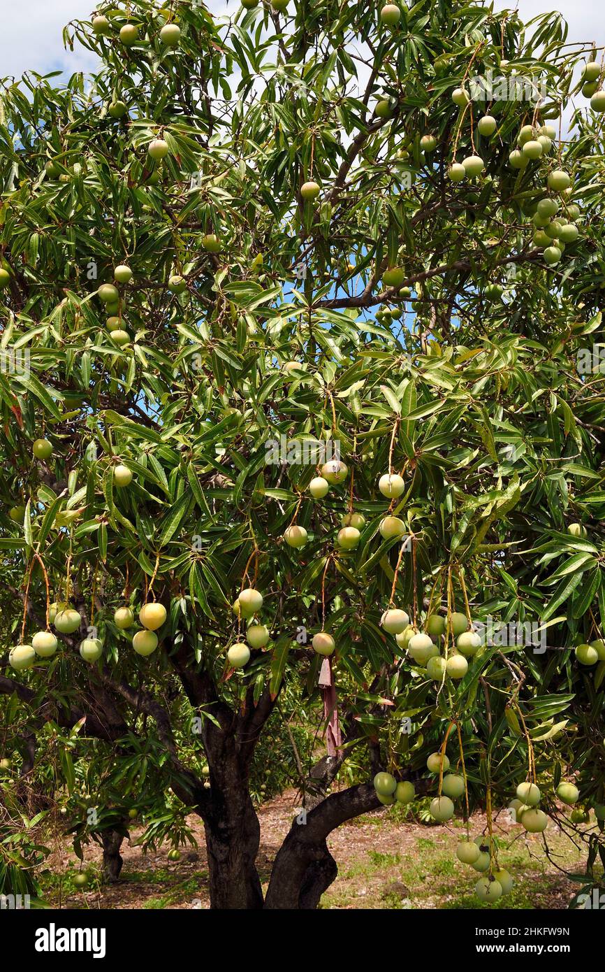 Frankreich, Réunion Island (französisches Überseedepartement), Saint Louis, Mangos auf einem Mangobaum Stockfoto