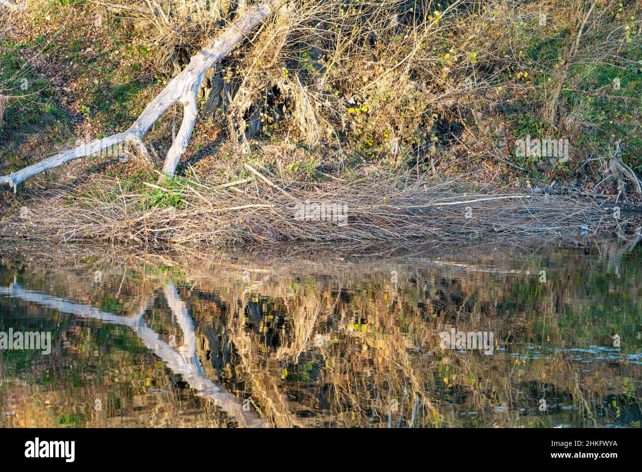Frankreich, Indre et Loire, Zweige, die das Dach der Terrier-Hütte des Castor d'Europe bedecken Stockfoto