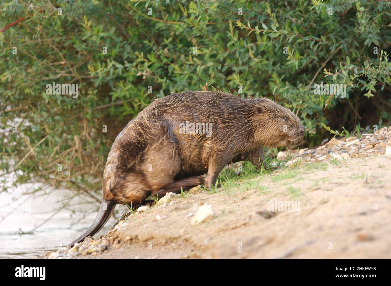Frankreich, Indre et Loire, Castor d'Europe an den Ufern, die aus- oder wieder in den Fluss gehen Stockfoto