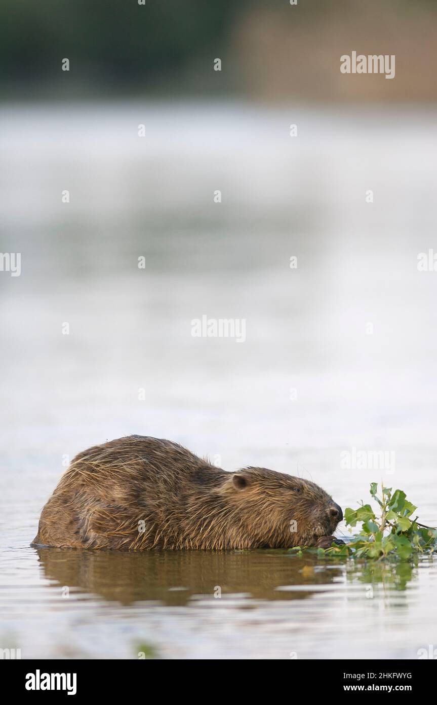 Frankreich, Indre et Loire, Castor d'Europe im Wasser Fütterung auf einem Zweig und oder Blätter Stockfoto